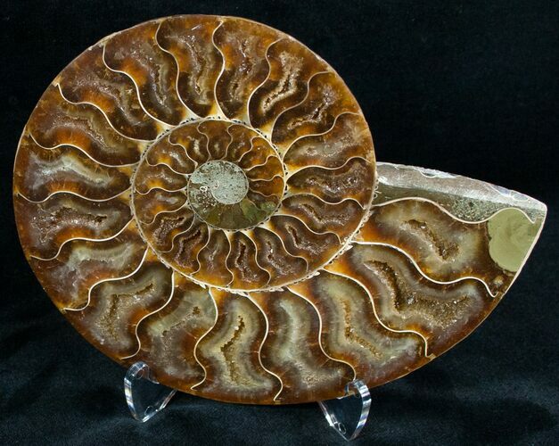 Split Ammonite Fossil (Half) #6890
